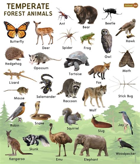 22 Animals That Live In The Forest (With Pictures).